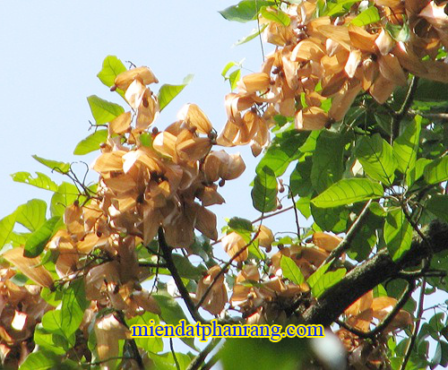 cây đười ươi phan rang